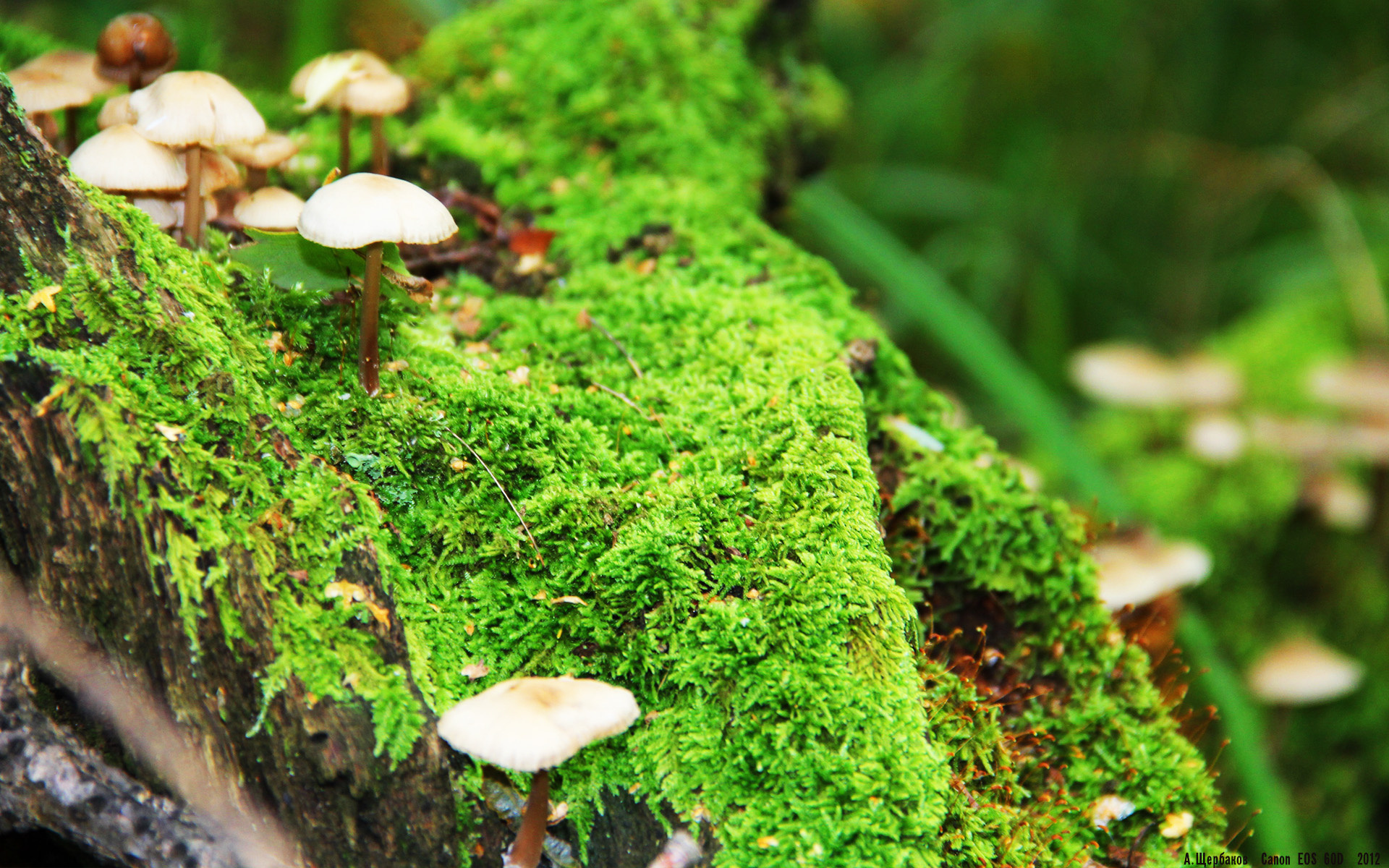 巴黎圣日耳曼稳步推进,法甲榜首位置坚如磐石