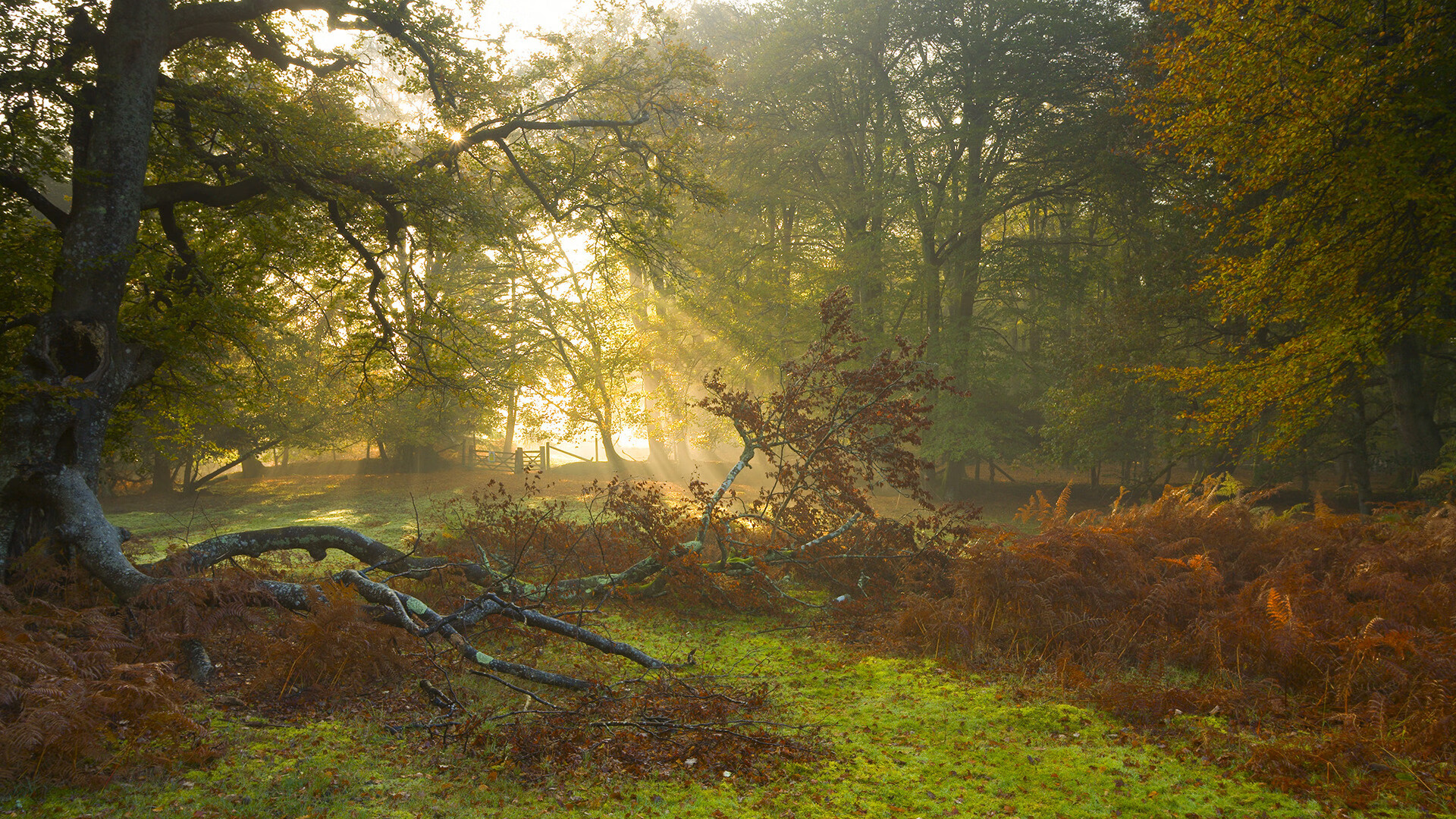 开云体育首页-斯洛文尼亚女篮在欧洲锦标赛中表现优异，期待冲击金牌，斯洛文尼亚男篮欧冠